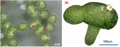 Screening method and metabolic analysis of plant anti-aging microorganisms via ammonia-induced senescence in the duckweed Wolffia microscopica